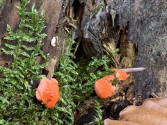 Myxomycetes