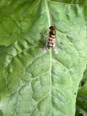 Syrphus rectus