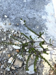 Wahlenbergia calcarea