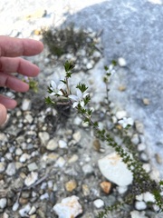 Wahlenbergia calcarea