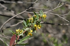 Berberis chilensis