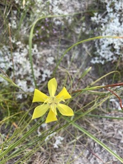 Moraea fugax