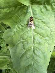 Syrphus rectus