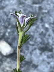 Wahlenbergia calcarea