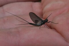 Leptophlebia