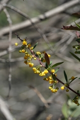 Berberis chilensis