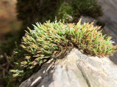 Schistidium apocarpum