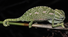 Chamaeleo chamaeleon chamaeleon