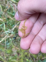 Pleurozium schreberi