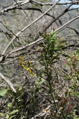 Berberis chilensis