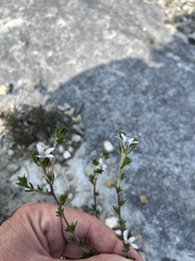 Wahlenbergia calcarea