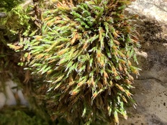 Schistidium apocarpum