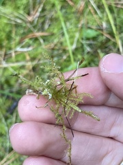 Pleurozium schreberi