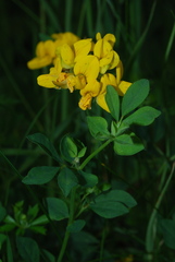 Lotus uliginosus
