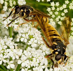 Temnostoma vespiforme