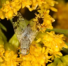 Tephritis cometa