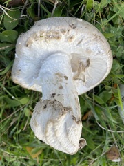 Amanita strobiliformis
