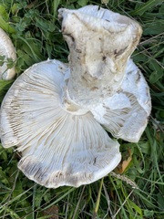 Amanita strobiliformis