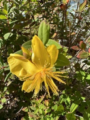 Hypericum calycinum