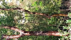 Bursera