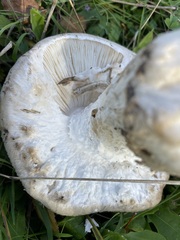 Amanita strobiliformis