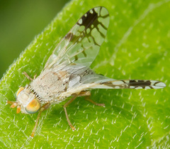 Tephritis cometa