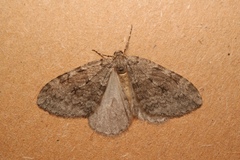 Epirrita christyi