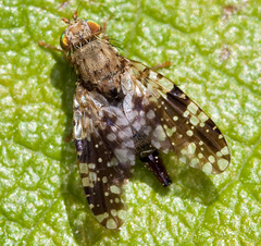 Tephritis conura