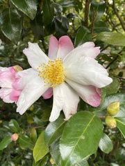 Camellia sasanqua