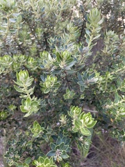 Phylica buxifolia