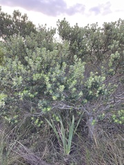 Phylica buxifolia