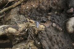 Acanthocinus aedilis