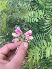 Tephrosia virginiana