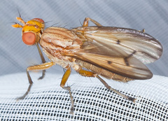 Tetanocera elata