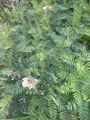 Tephrosia virginiana
