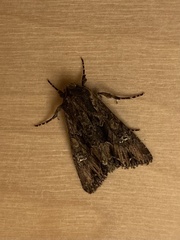 Mniotype occidentalis