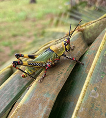 Zonocerus variegatus