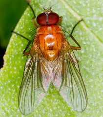 Thricops diaphanus
