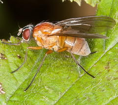 Thricops diaphanus
