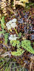 Cortia depressa