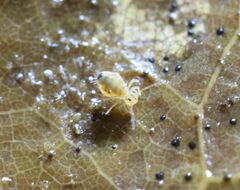 Dicyrtomina