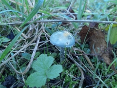 Stropharia caerulea