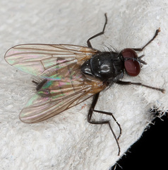 Thricops semicinereus