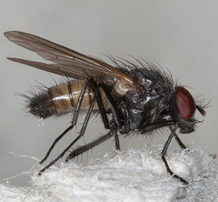 Thricops semicinereus