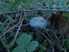 Stropharia caerulea