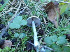 Stropharia caerulea