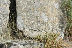 Hemorrhois hippocrepis