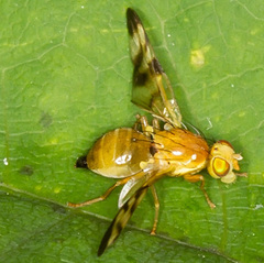Trypeta immaculata