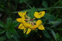 Lotus uliginosus