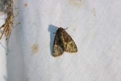 Phosphila turbulenta